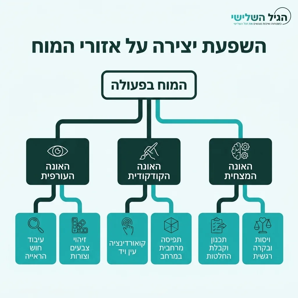 אינפוגרפיקה — השפעת יצירה על אזורי המוח: המוח בפעולה